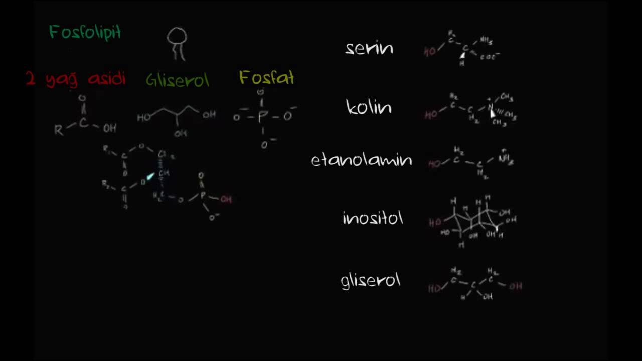 Fosfolipit Yapı (Biyoloji / H&uuml;creler)