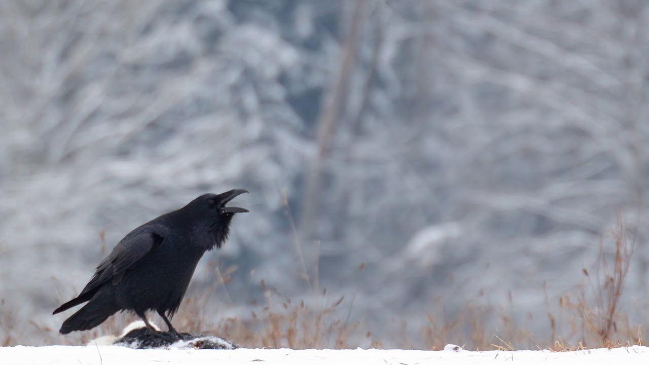 Common RAVEN birds in winter