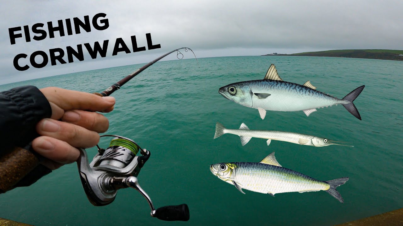 Lure Fishing CORNWALL! Mackerel, Garfish, Pilchards, and More