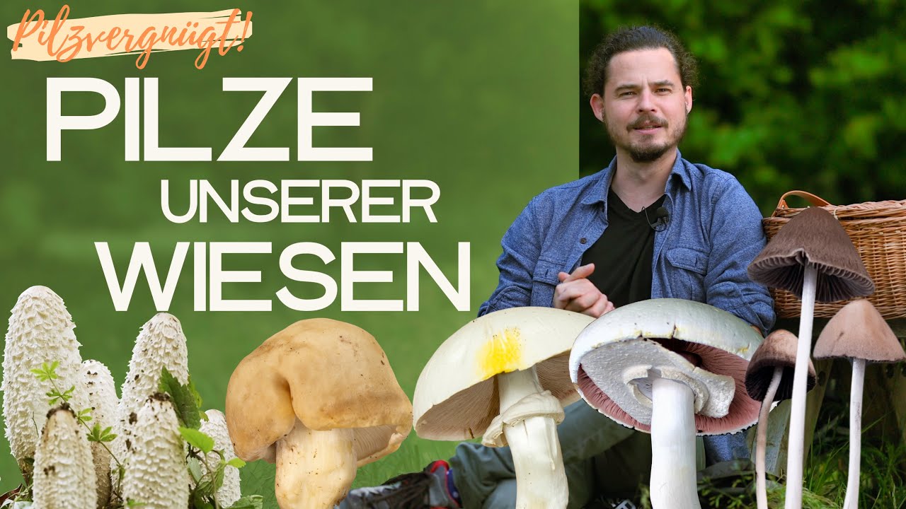 Der große WIESENPILZE - Check 🧐 essbare Arten und giftige Verwechslungsmöglichkeiten im Überblick