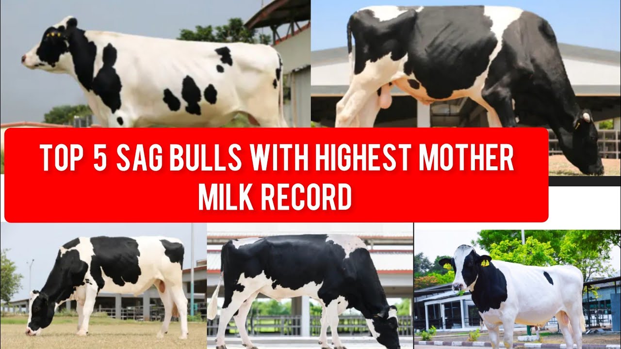 🐄TOP 5 IMPORTED SAG BULLS WITH HIGHEST MOTHER MILK RECORD🐄#mannfarms