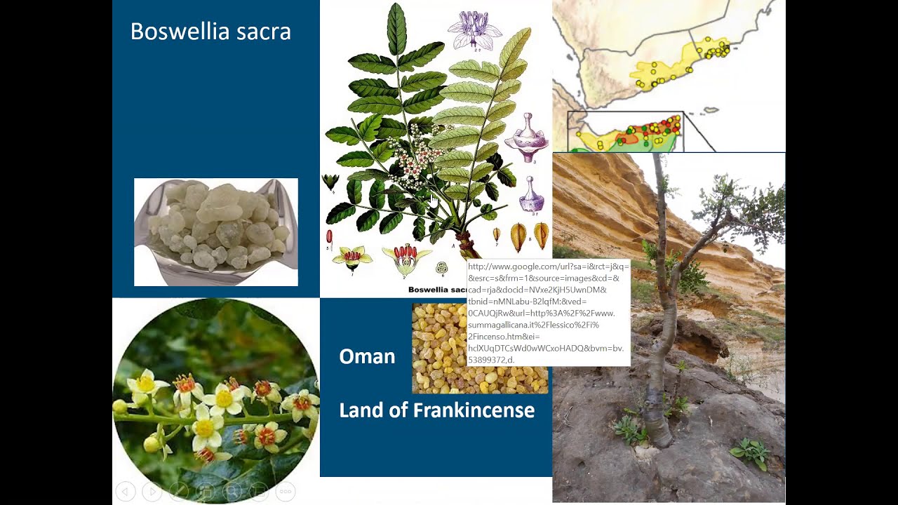 The future of frankincense in a changing world, an ESO lecture delivered by Professor Frans Bongers
