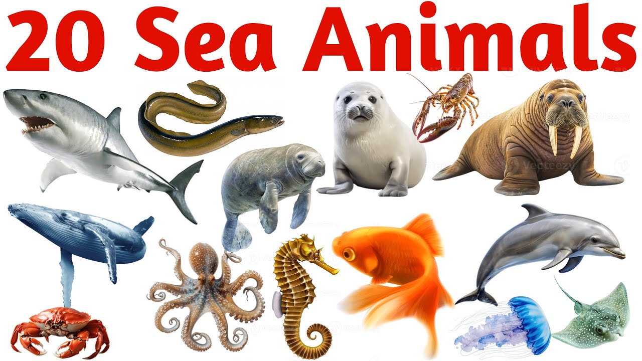 20 समुद्री जानवरों के नाम | Learn 20 Sea Animals Names in English with Pictures and Sounds for Kids