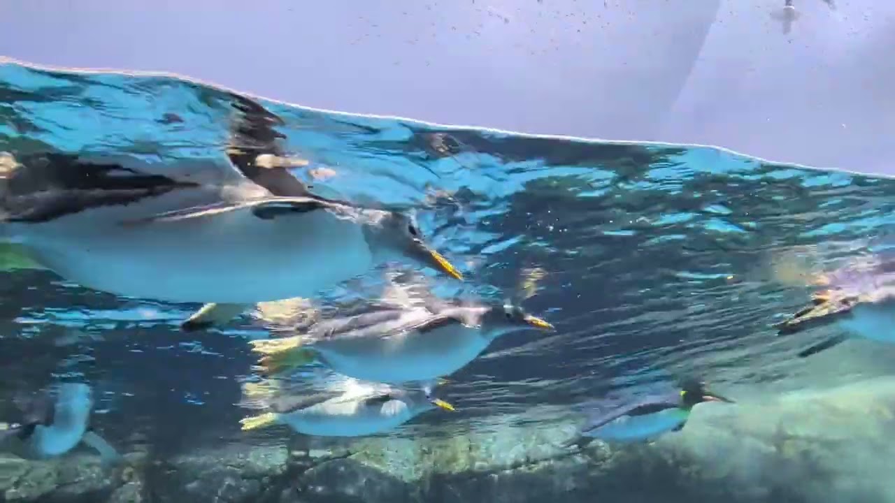 【皇帝ペンギン|ヒゲペンギン|ジェーンツーペンギン】みんなでスイスイ泳ぐ♫