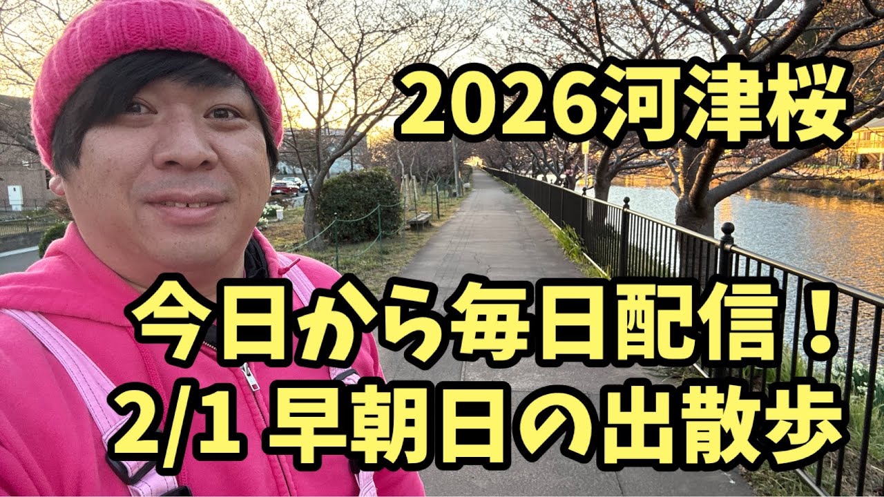 【2026河津桜】 2/1 最新開花予測　今日から毎日配信！