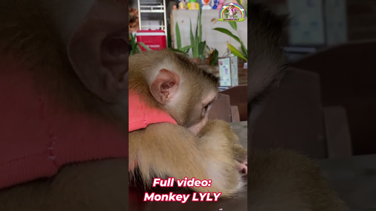 Monkey Lyly says goodbye to mom #shorts #monkey #youtubeshorts #viralshort #funny