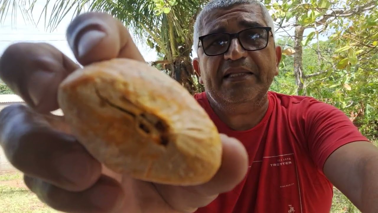 Como fazer mudas de  PEQUI GIGANTE do Xingu