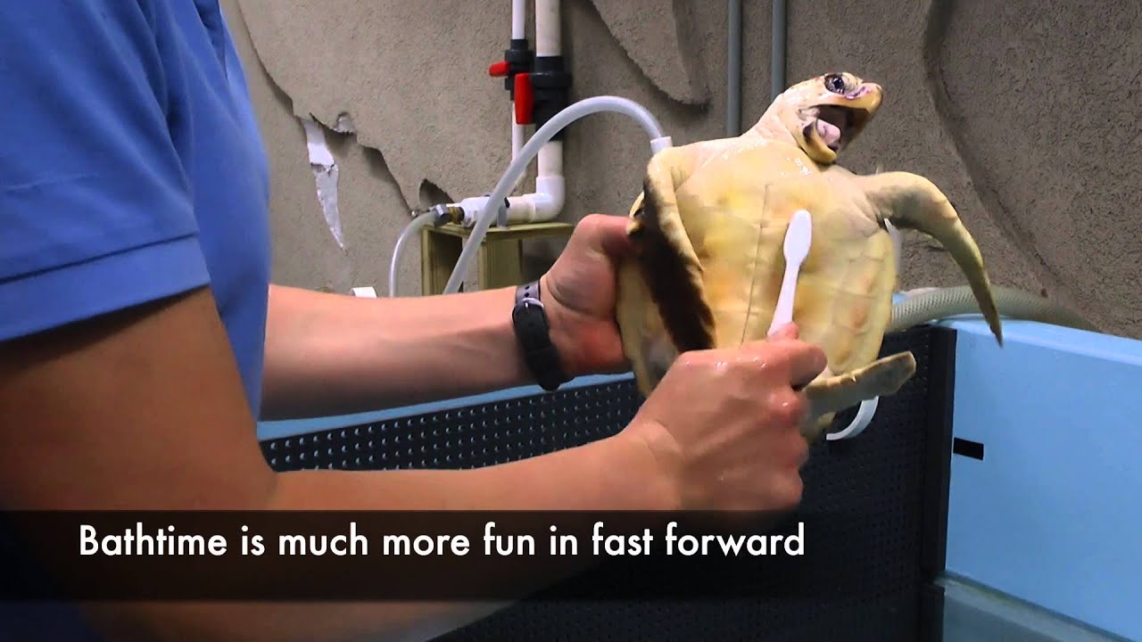 Caring for Sea Turtles