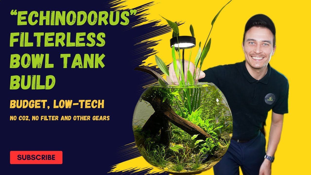 FILTERLESS BUDGET LOW-TECH TANK BUILD | NO CO2 | NO FILTER | NO OTHER GEARS
