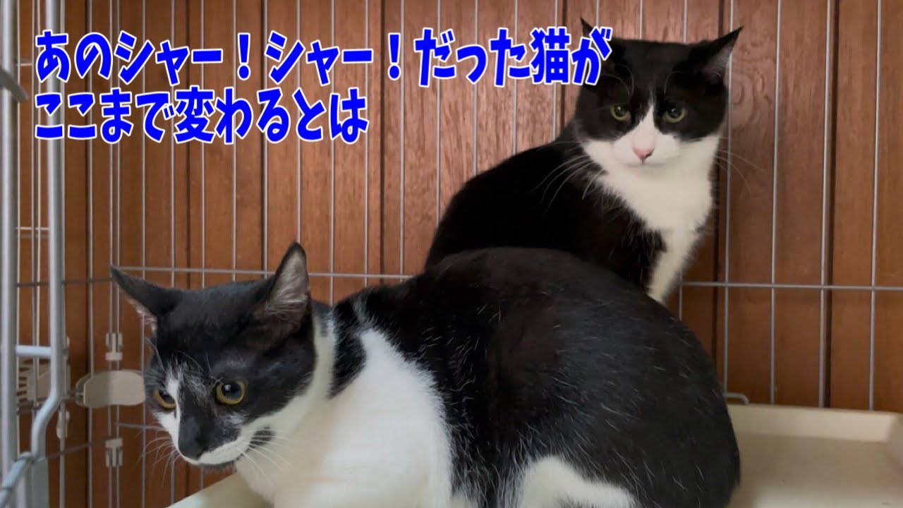【沖縄っ子】不器用な猫ほど無限の伸び代がある