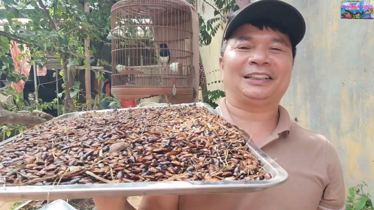 Tại sao chòe than không hót