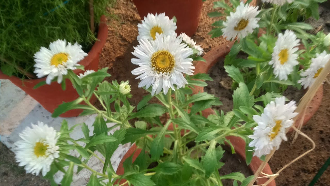   My CITY Prayagraj U.P. flower Exhibition (प्रदर्शनी) 2026 || AZAD PARK 