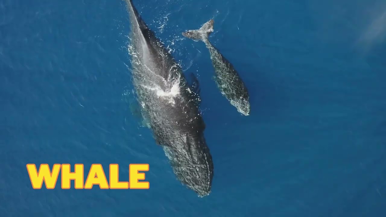 Sea animals names in English | Sea animals | sea animals vocabulary | kids educational video | 