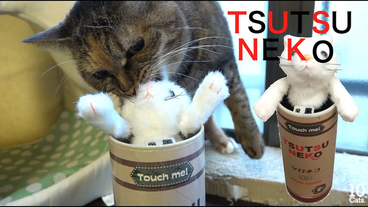 Funny Cats in Toy Hilarious Reactions 陽気なおもちゃに反応するおもしろい猫