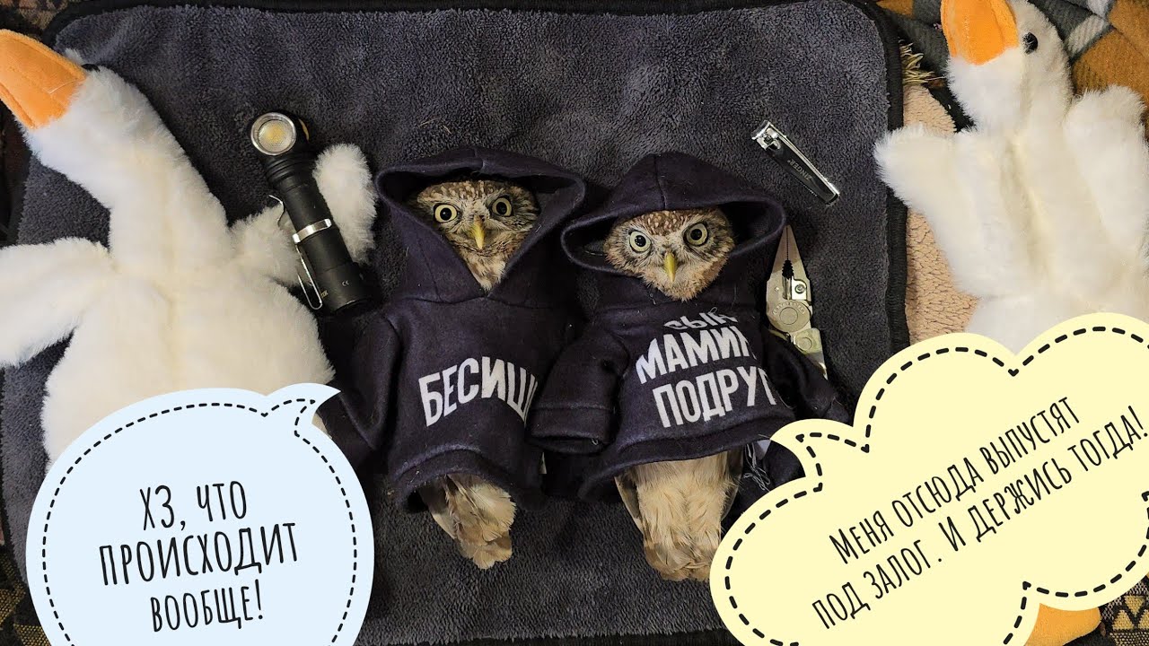 Маленьким совам устроили конкурс маленьких худи! Пёс Кубик дурит и делает кусь всему вокруг