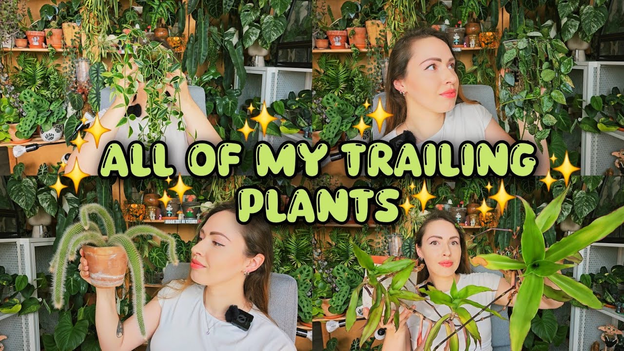 My trailing plants collection🌿 32 varieties✨