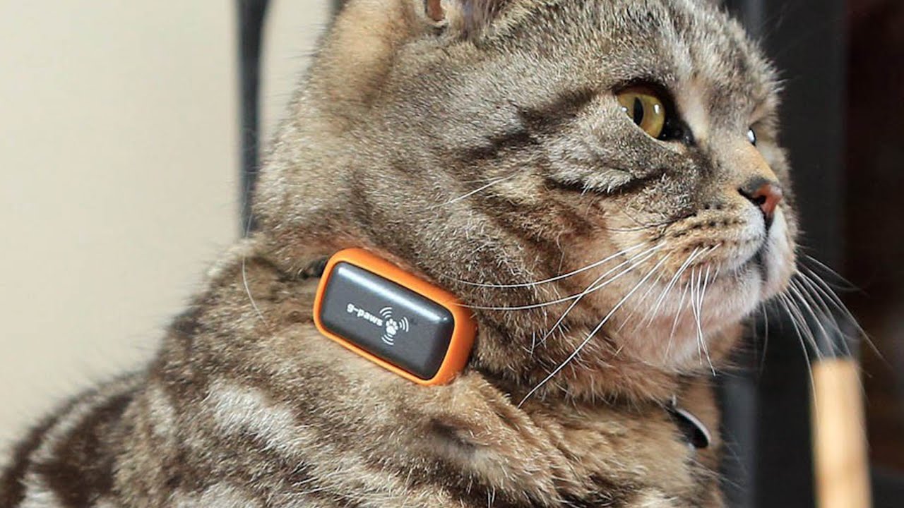5 Gadgets Every PET Owner MUST Have