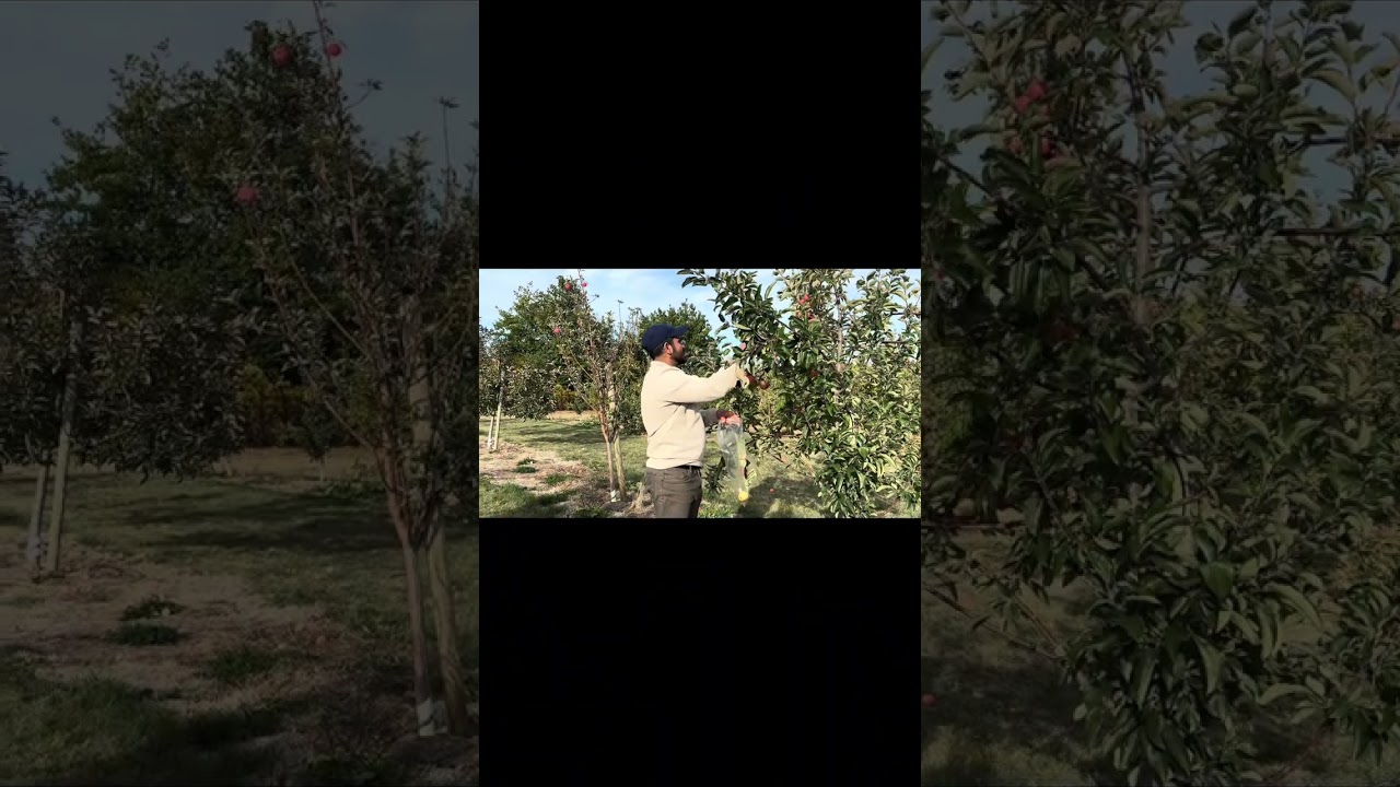 Apple Picking in Canada 🍎 | Indian Vlog 