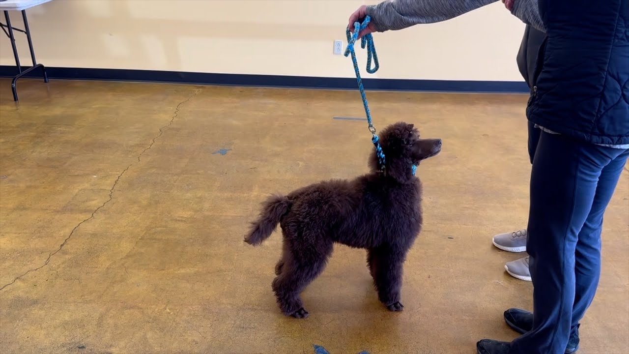Journey to the Show Ring: Weekly Chronicles of Aspiring Canine Competitors