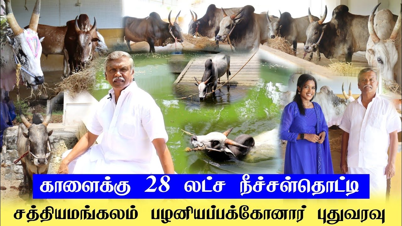 ப்பா காளைகளுக்கு எவ்ளோ வசதி.. பழனியப்பக்கோனார் கட்டுத்தரை காளைகள் / PR ஐயா தங்கம் / இதா என் வாழ்க்கை