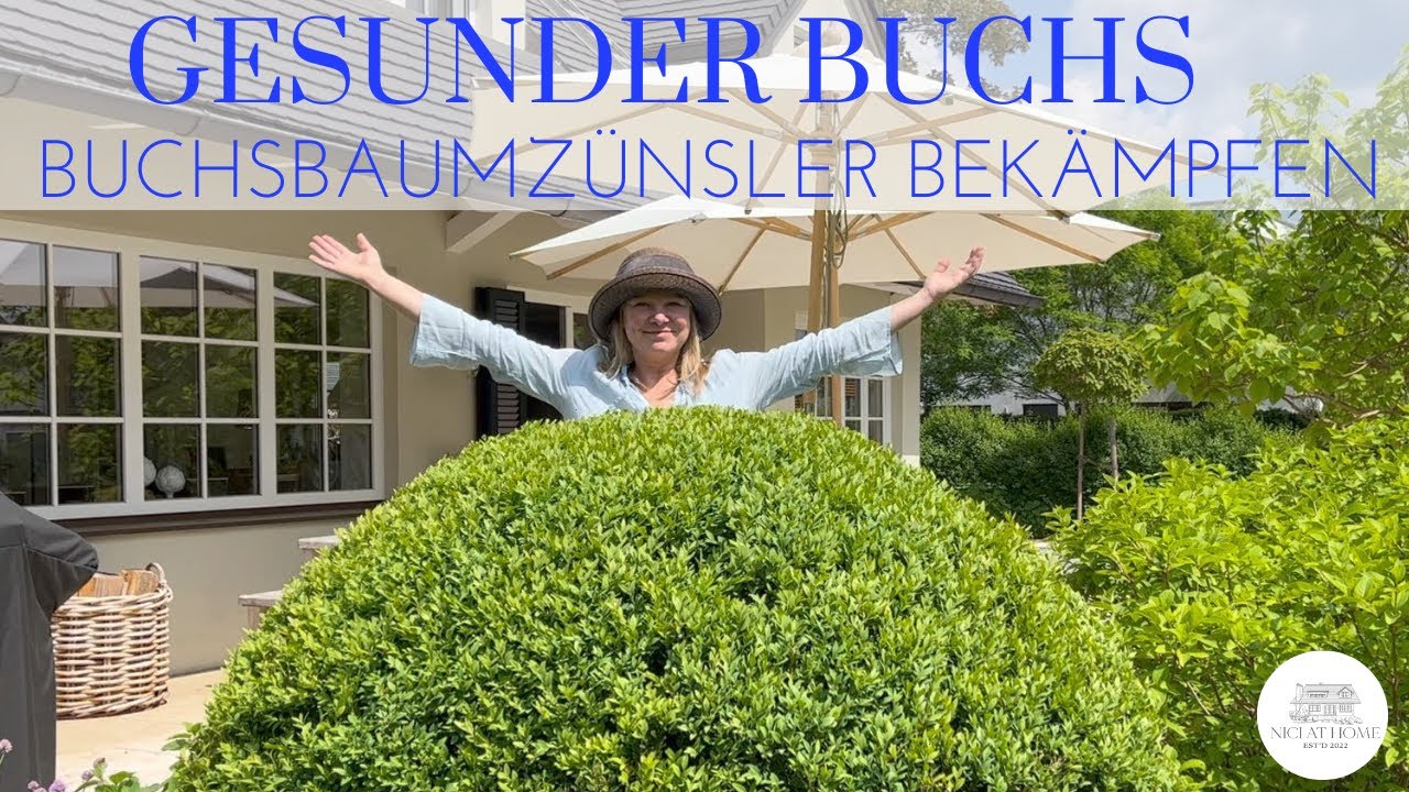 Buchsbaumzünsler bekämpfen - Der Weg zum gesunden & starken Buchsbaum