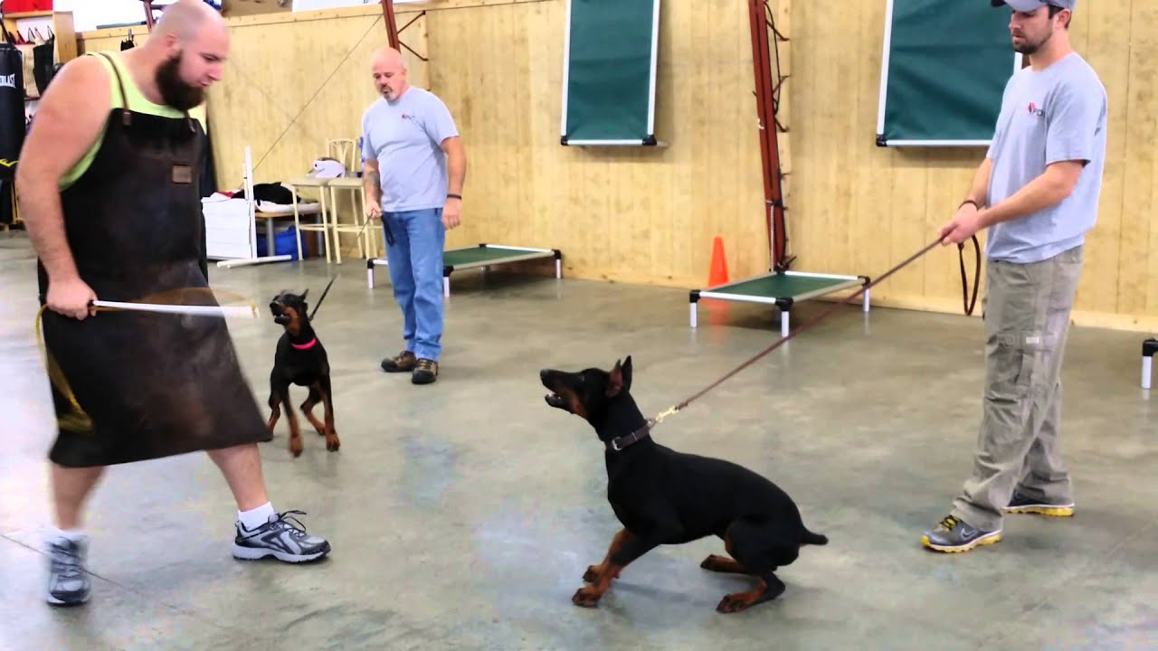 Doberman's Early Protection Training And Development 