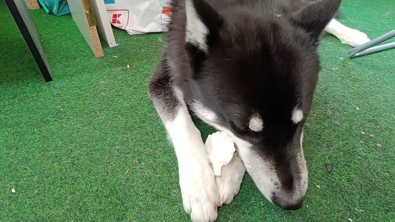 🖤 Black Husky ASMR 🐺