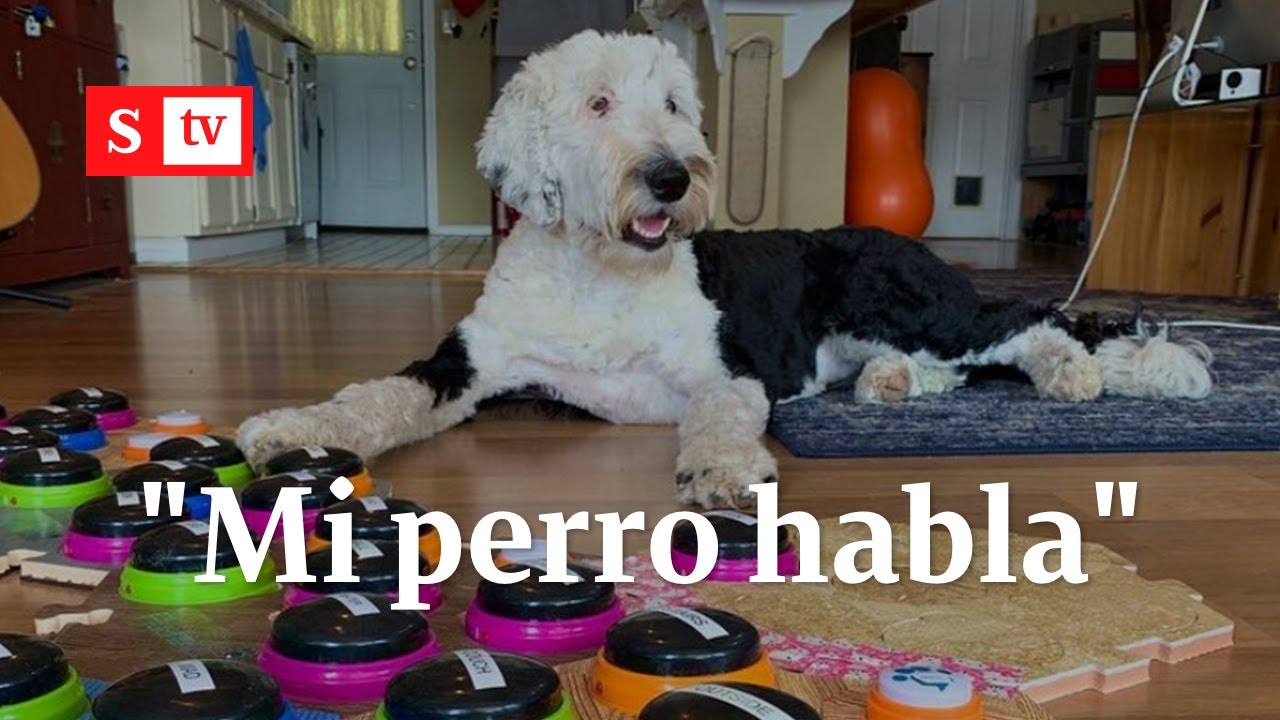 La increíble historia de Bunny, la perrita de dos años que se comunica con sus amos | Videos Semana