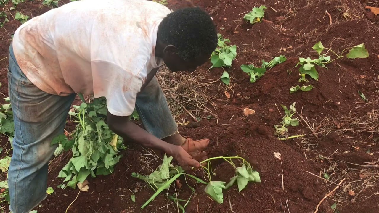 FARMING SWEET POTATOES IN JAMAICA 🇯🇲 | PREPARING THE LAND & PLANTING THE POTATO SLIPS #farming