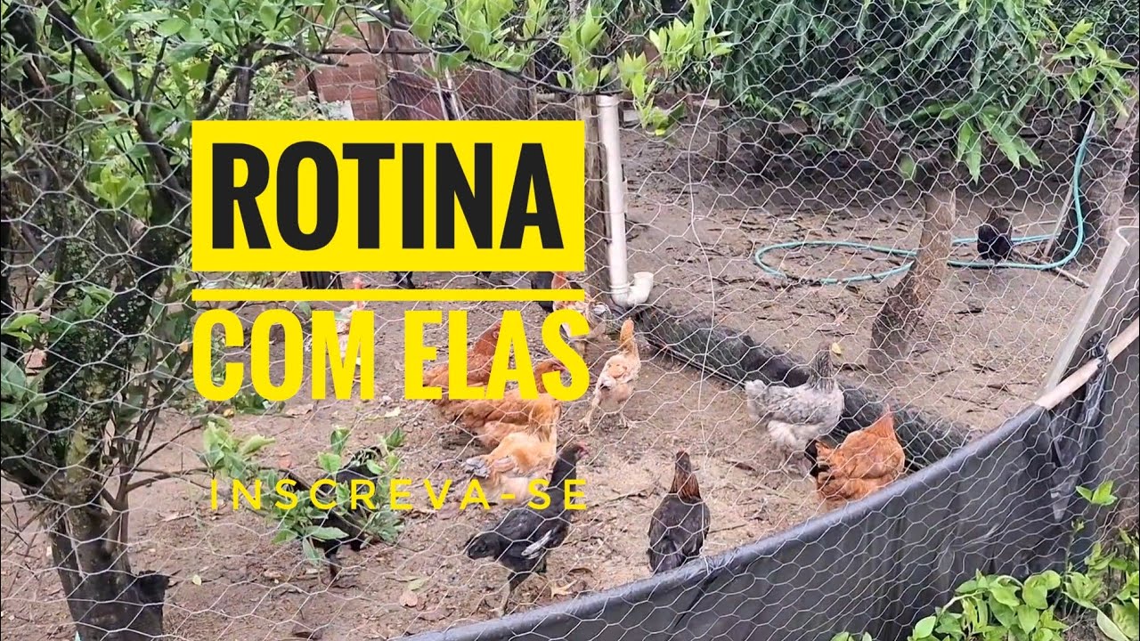 Rotina com Aves e Cadelas 🐔🐶 | Limpeza Não Pode Faltar no Nosso Plantel!