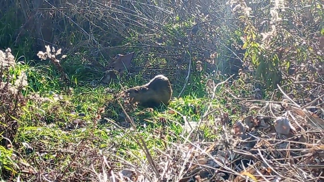 Mini Capivara que encontrei no Japão . 