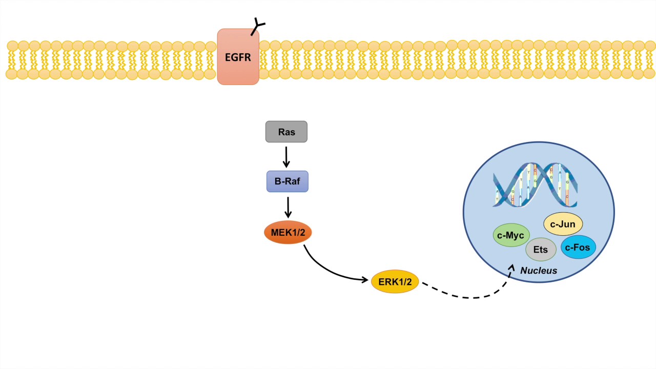 Ras Raf MEK ERK Signaling Pathway - Overview, Regulation and Role in Pathology