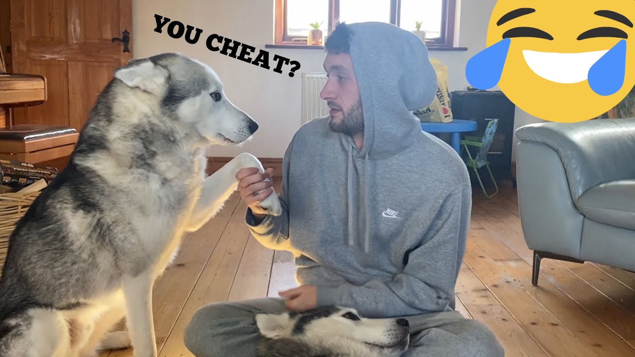 Huskies Hilarious Reaction To Me Being Around A Dog In Heat!