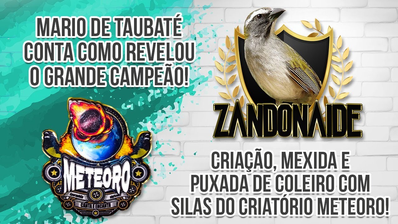 #SeLigaTchê - O puxador que revelou Zandonaide - Criação, Mexida e Puxada de Coleiro!