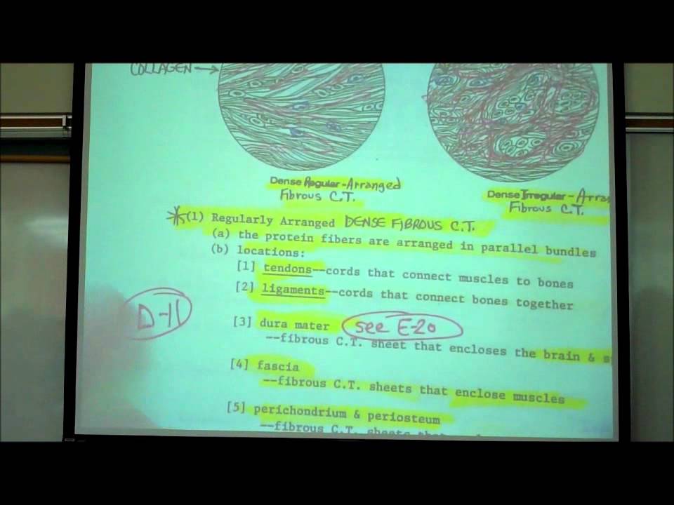 HISTOLOGY; CONNECTIVE TISSUES; Part 1 by Professor Fink