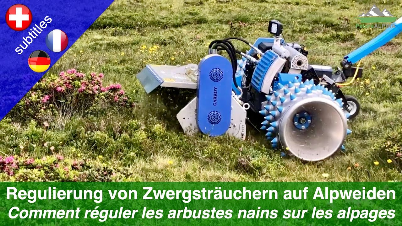 Verbuschung auf Alpweiden - Regulierung von Zwergsträuchern