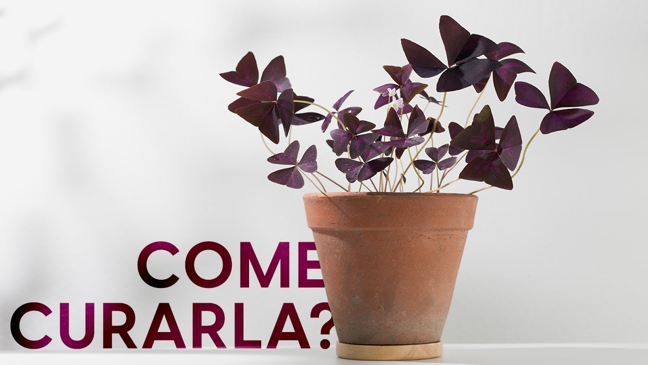 Oxalis, guida completa alla coltivazione e alle varietà 🤩