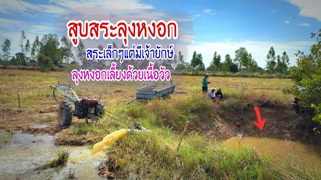 สูบสระลุงหงอก ประเดิมเป็นคนแรกของปีนี้ เห็นสระเล็กๆแต่มียักษ์ใหญ่ ที่ถูกเลี้ยงด้วยเนื้อวัว