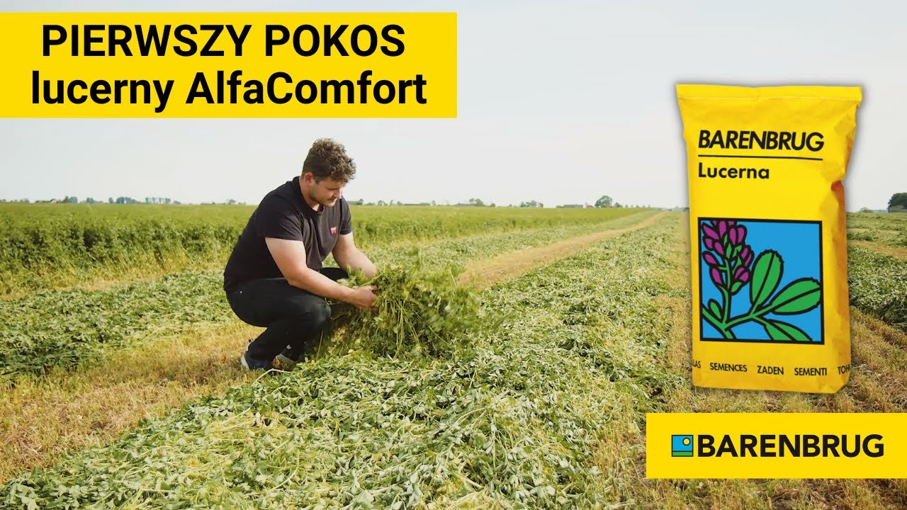 PIERWSZY POKOS &ndash; lucerna Alfa Comfort -Barenbrug| Dobre Wieś, Kujawy,   Polska