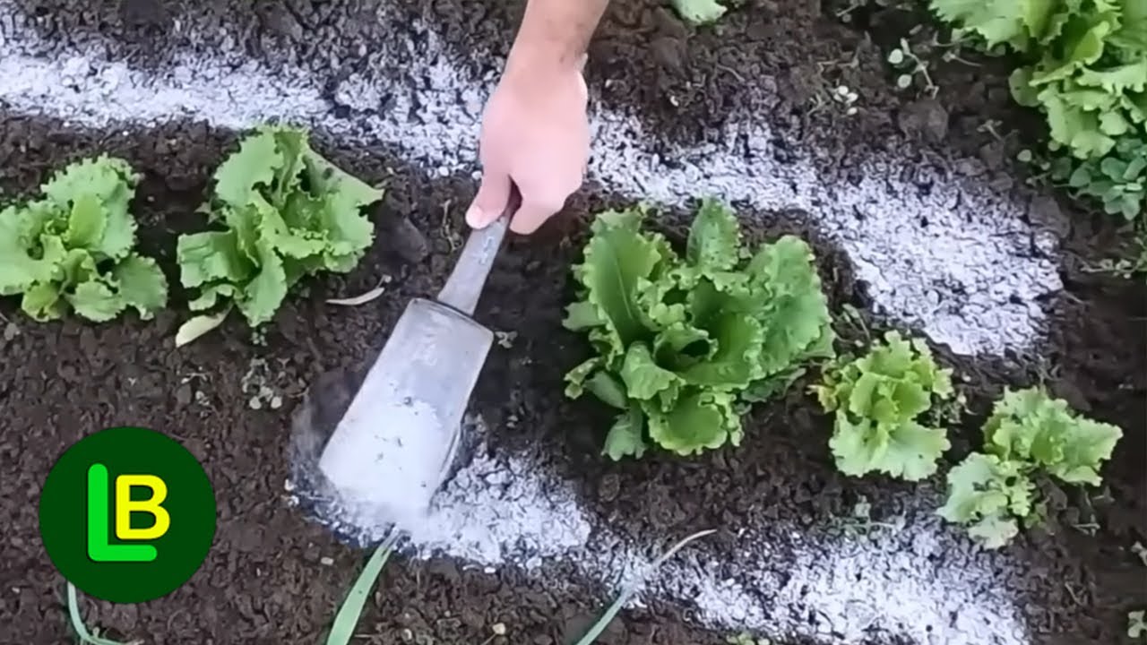 Если вы сделаете это, салат увеличится вдвое.