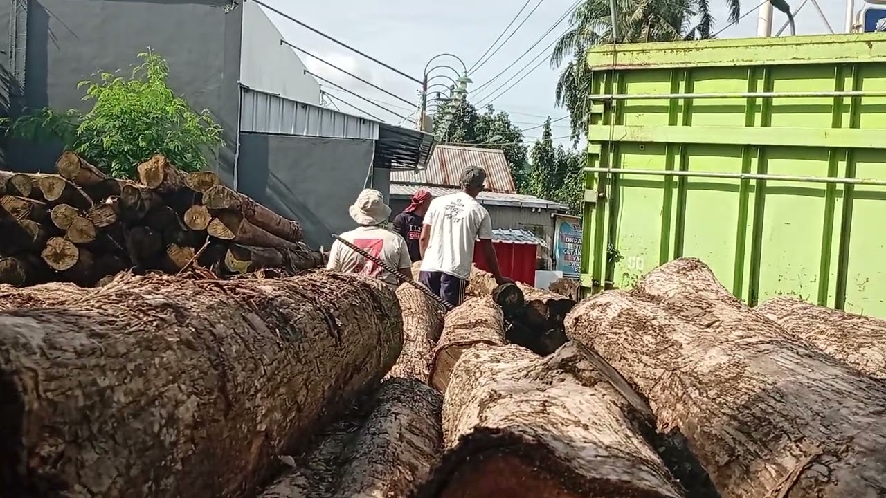 Proses pembongkaran kayu glondong@Ramiin-Welly#autoperkayuan