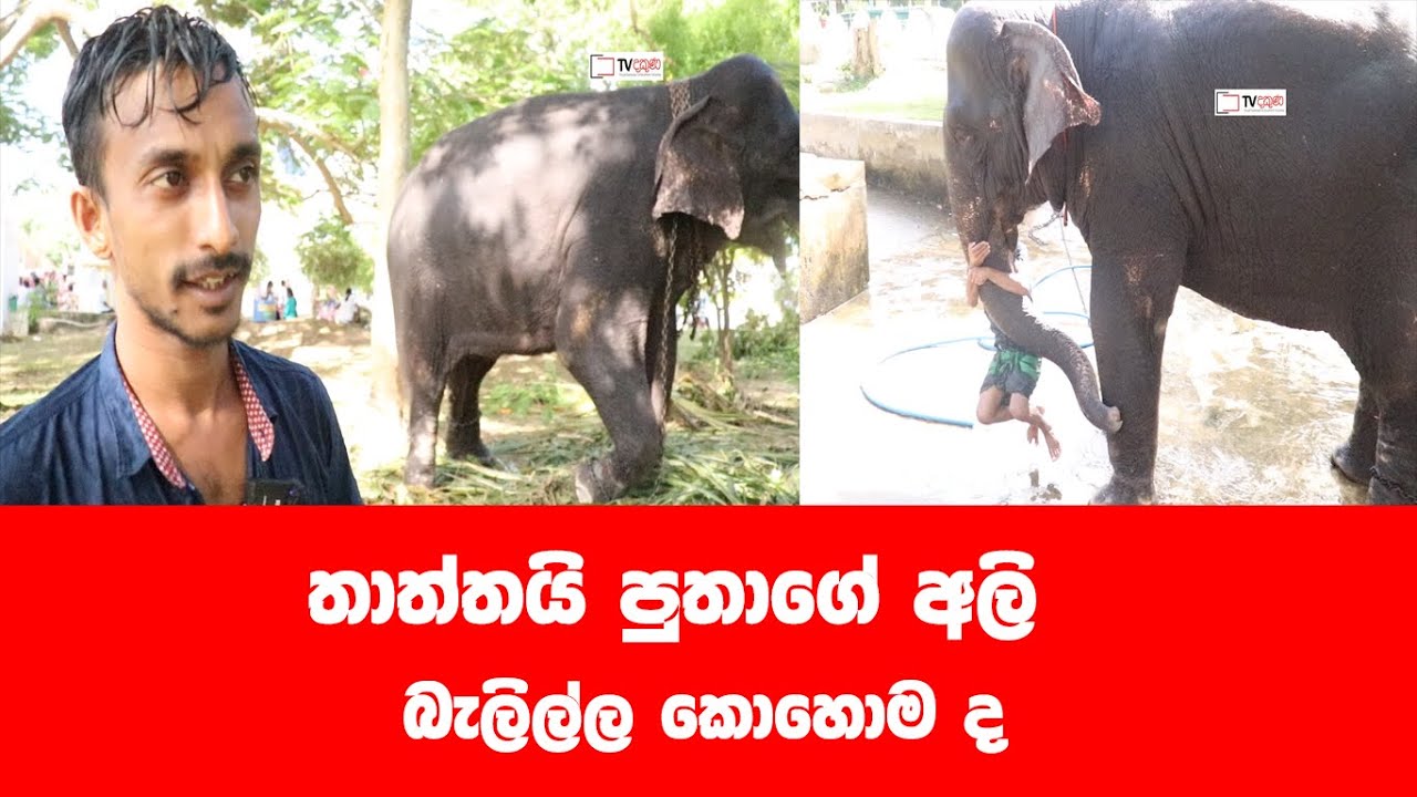 තාත්තයි පුතාගේ චාරිකාව