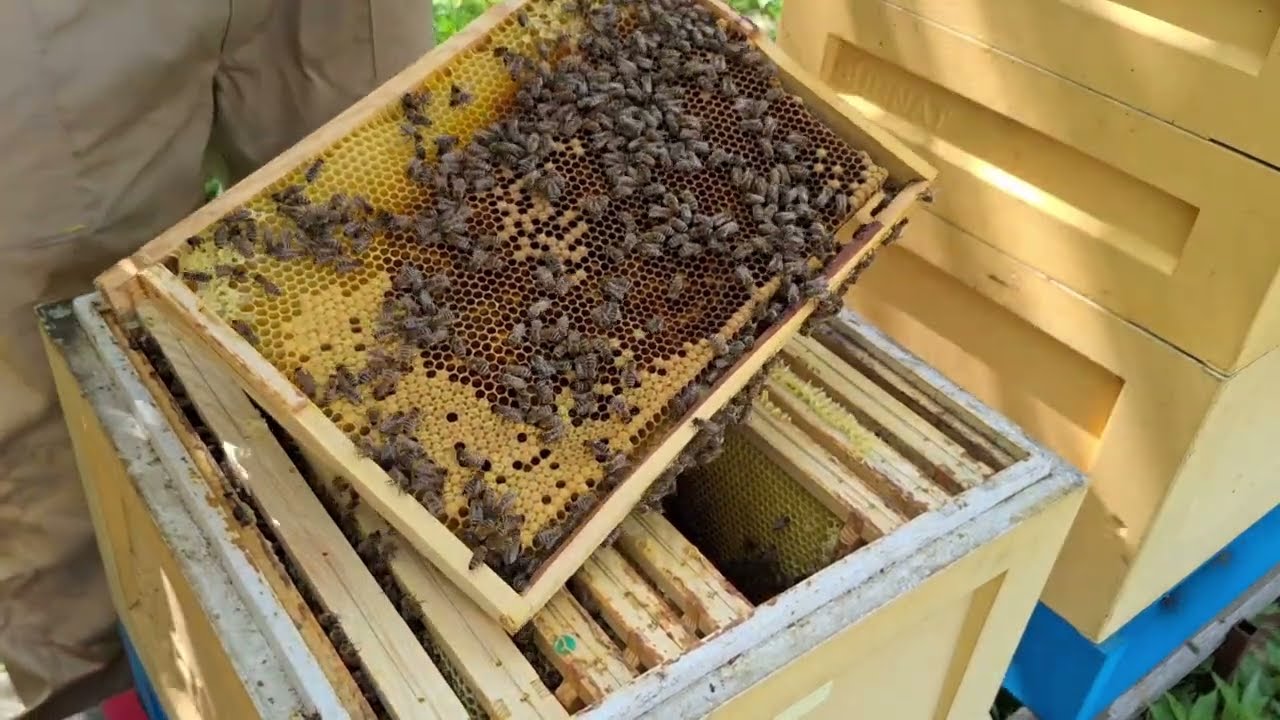 Wnioski po zastosowaniu Hive Alive oraz AminoVET! Kwitnie rzepak!