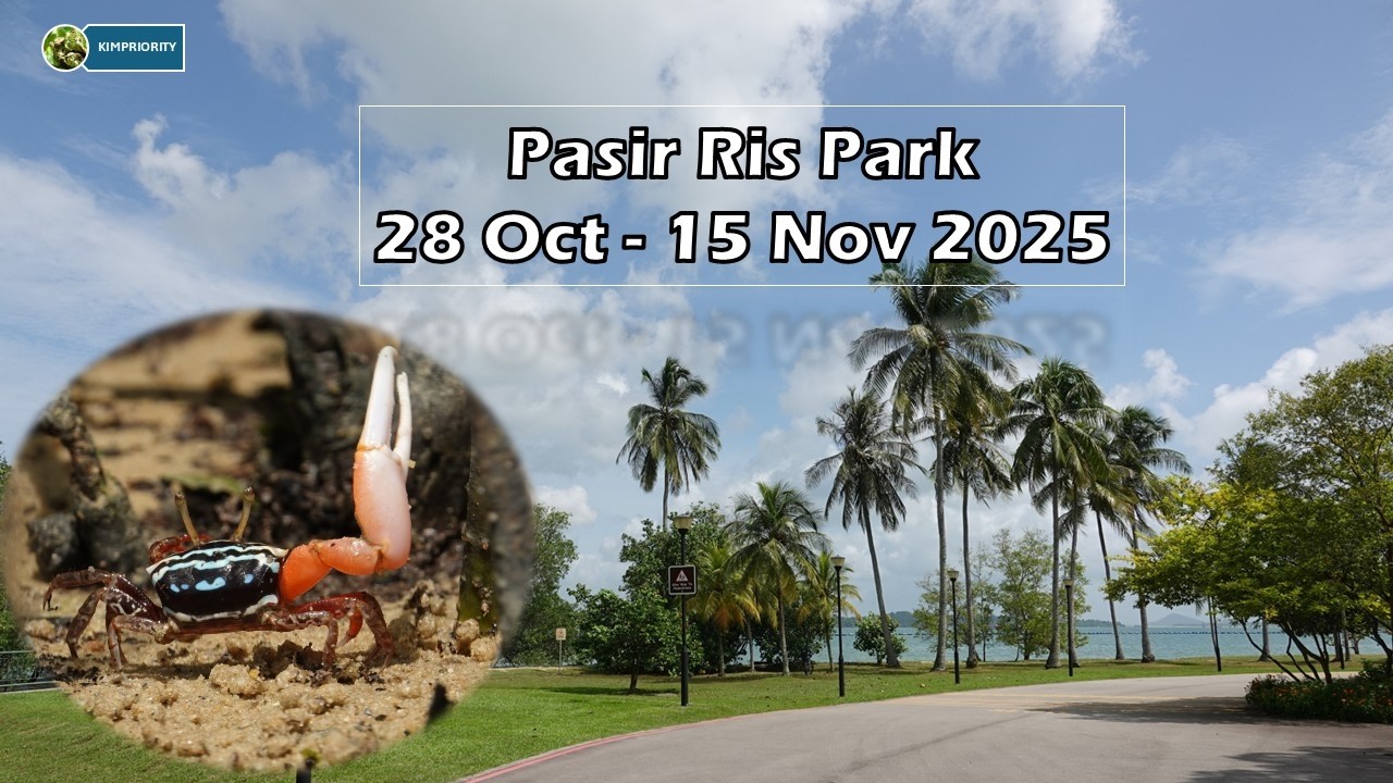 Park Pasir Ris &ndash; trochę dzikiej przyrody, kt&oacute;rą właśnie odkryłem.