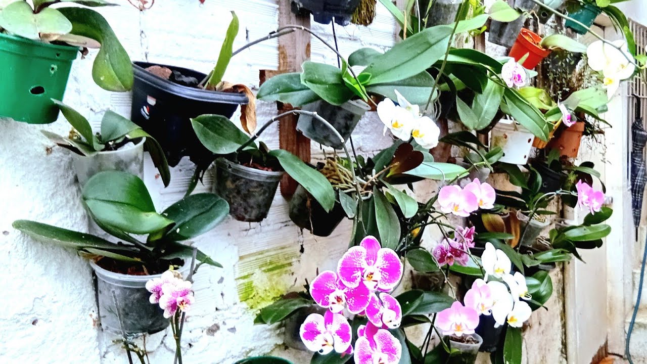 Orquídeas phalaenopsis,  novo ciclo acompanhe 