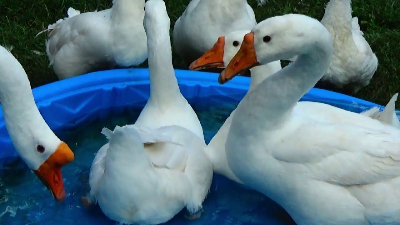 #GEESE