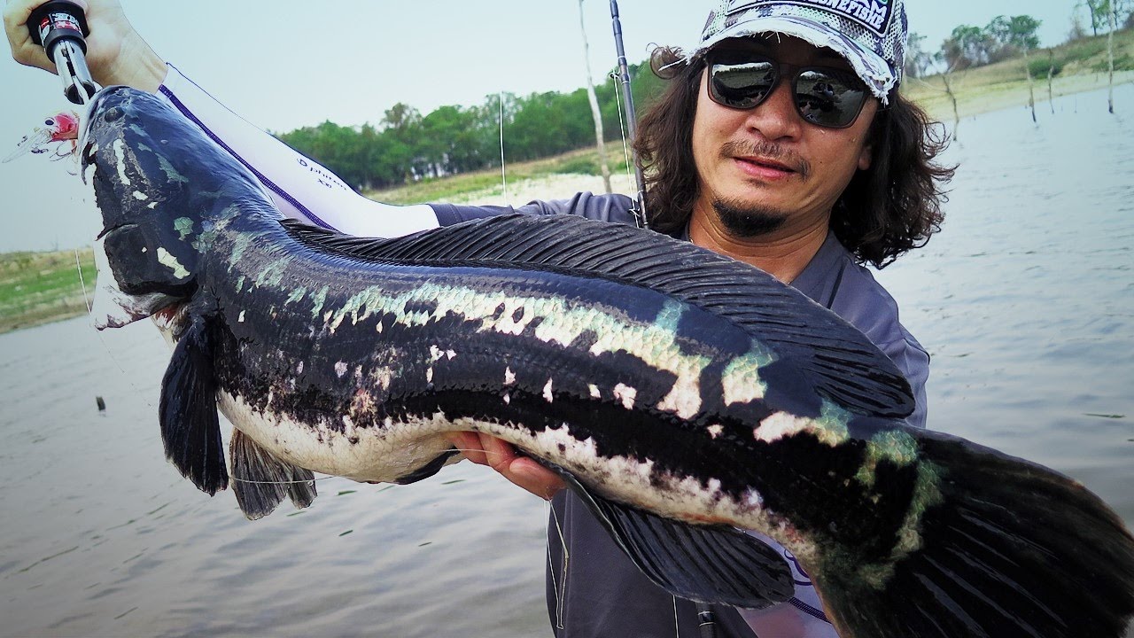 Going Beast Mode Vol.1: Giant Snakehead Expedition with Fangbait 120DR/SR