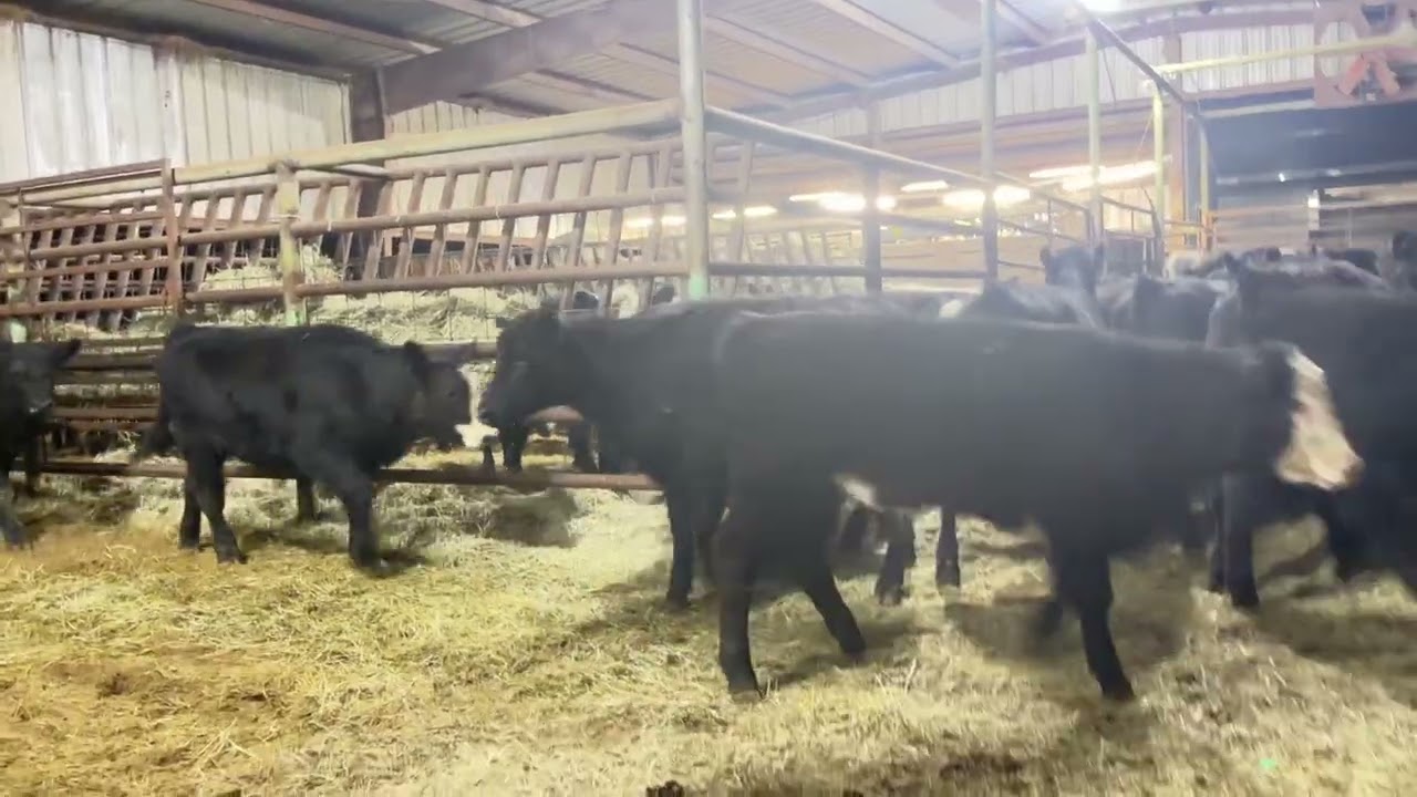Bull,strs,&heifers in OK. 2 regular customers. Boys avgd 339.95. girls 448.16. www.johnredditt.com