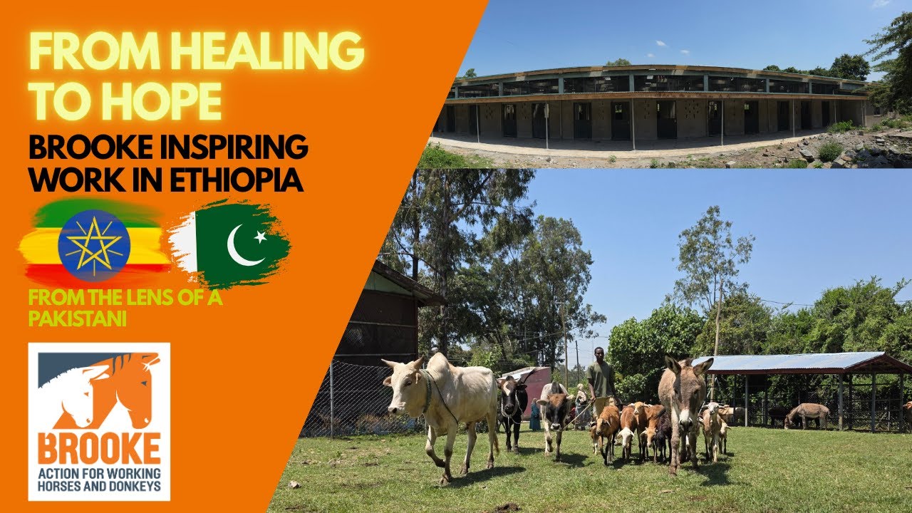 From Healing to Hope: Brooke Inspiring Work in Ethiopia’s: From the lens of a Pakistani