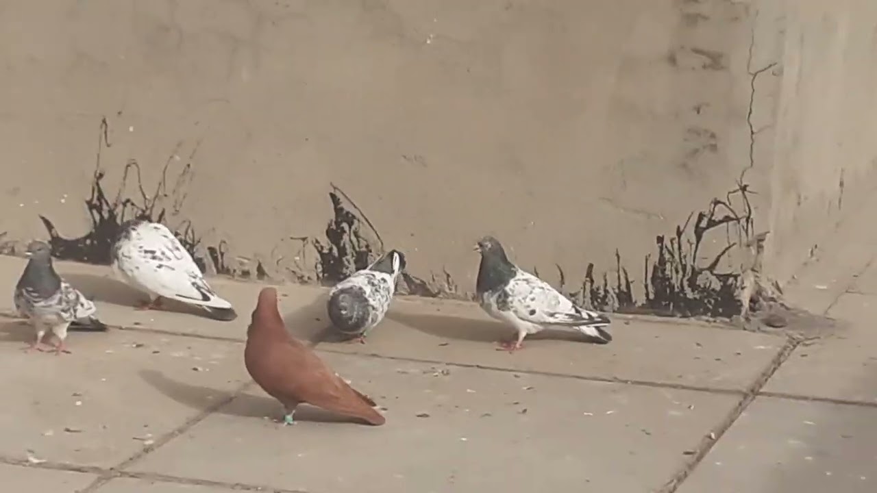 صيد اليم يابا واحد 